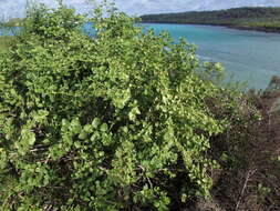 Image of Cryptocarpus