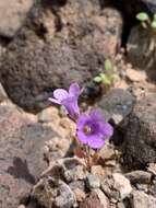 Phacelia pulchella var. gooddingii (Brand) J. T. Howell resmi