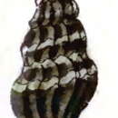 Image of Clavus obliquatus (Reeve 1845)