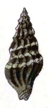 Plancia ëd Clavus obliquatus (Reeve 1845)