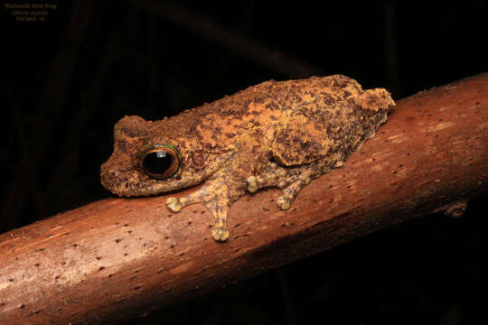 Image of Kuranda Tree Frog