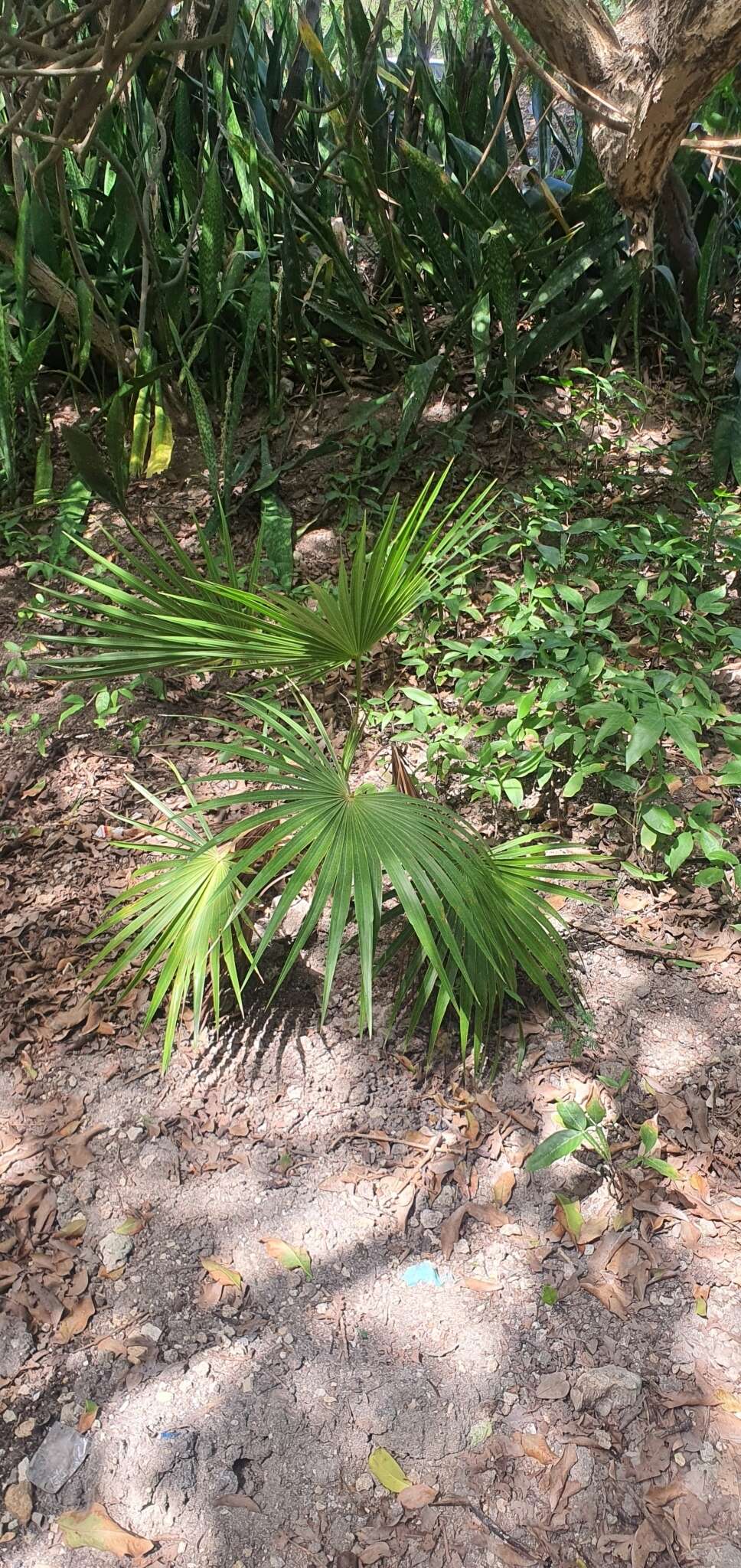 Image of Puerto Rico silver palm