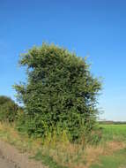 Image of Small-leaved Elm