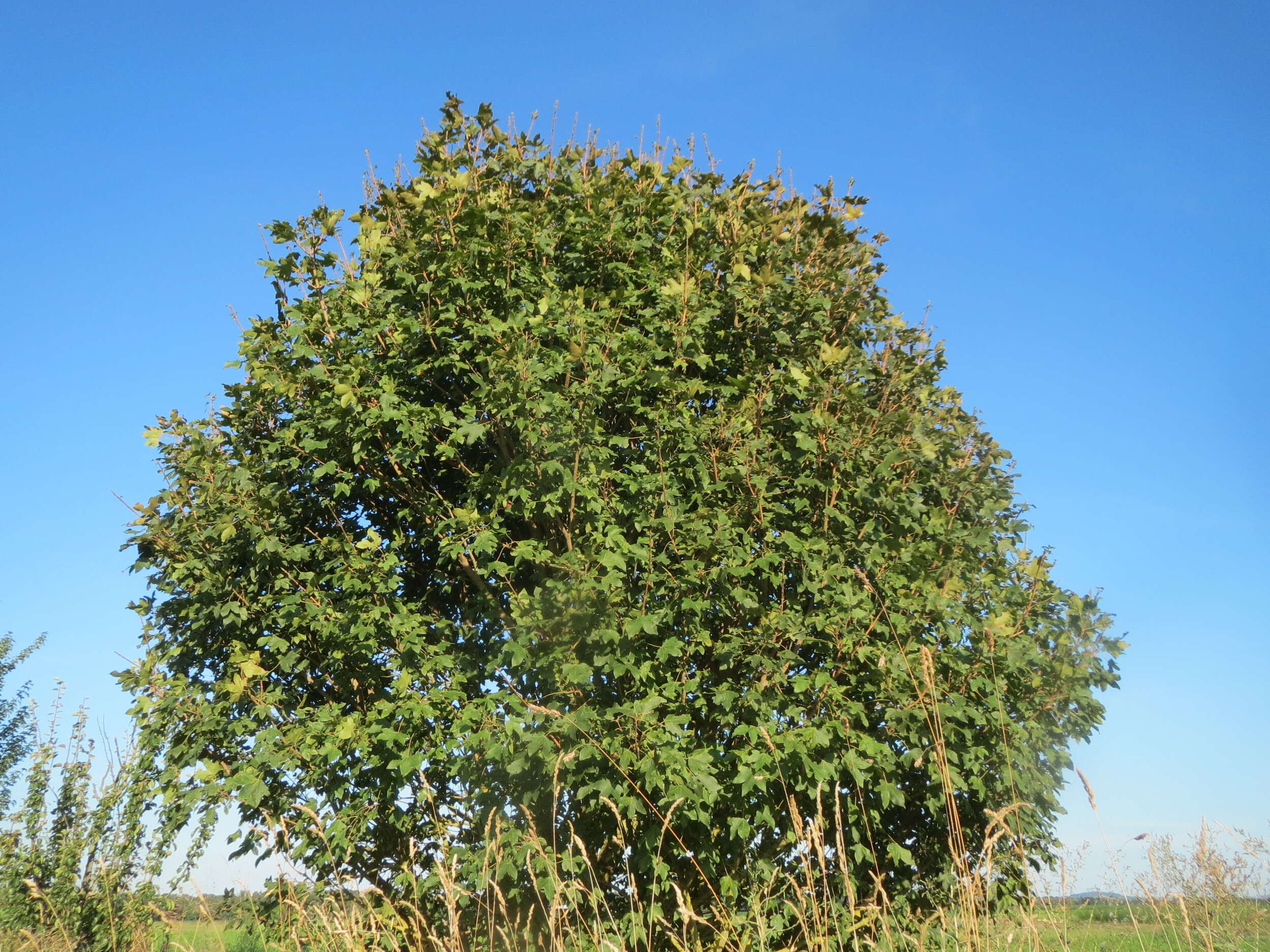 Image of Field Maple