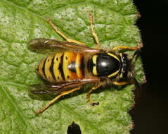 Image of Dolichovespula