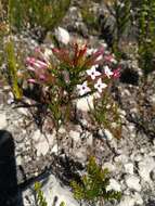 Image of Erica infundibuliformis Bartl.