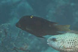 Image of Dwarf slingjaw wrasse