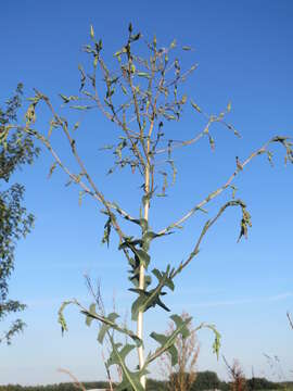 Image of prickly lettuce