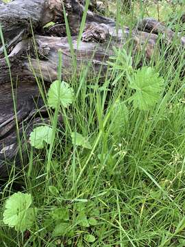 Image of salt spring checkerbloom