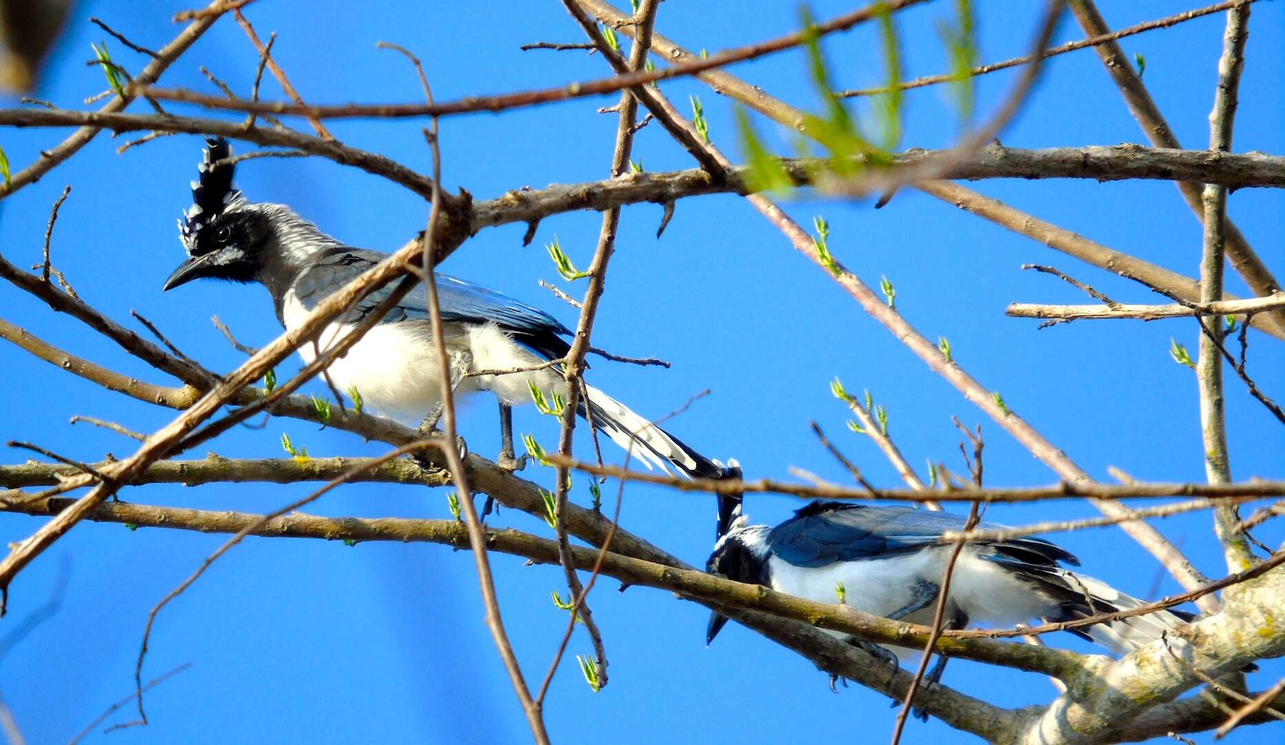 Image of Magpie-jay
