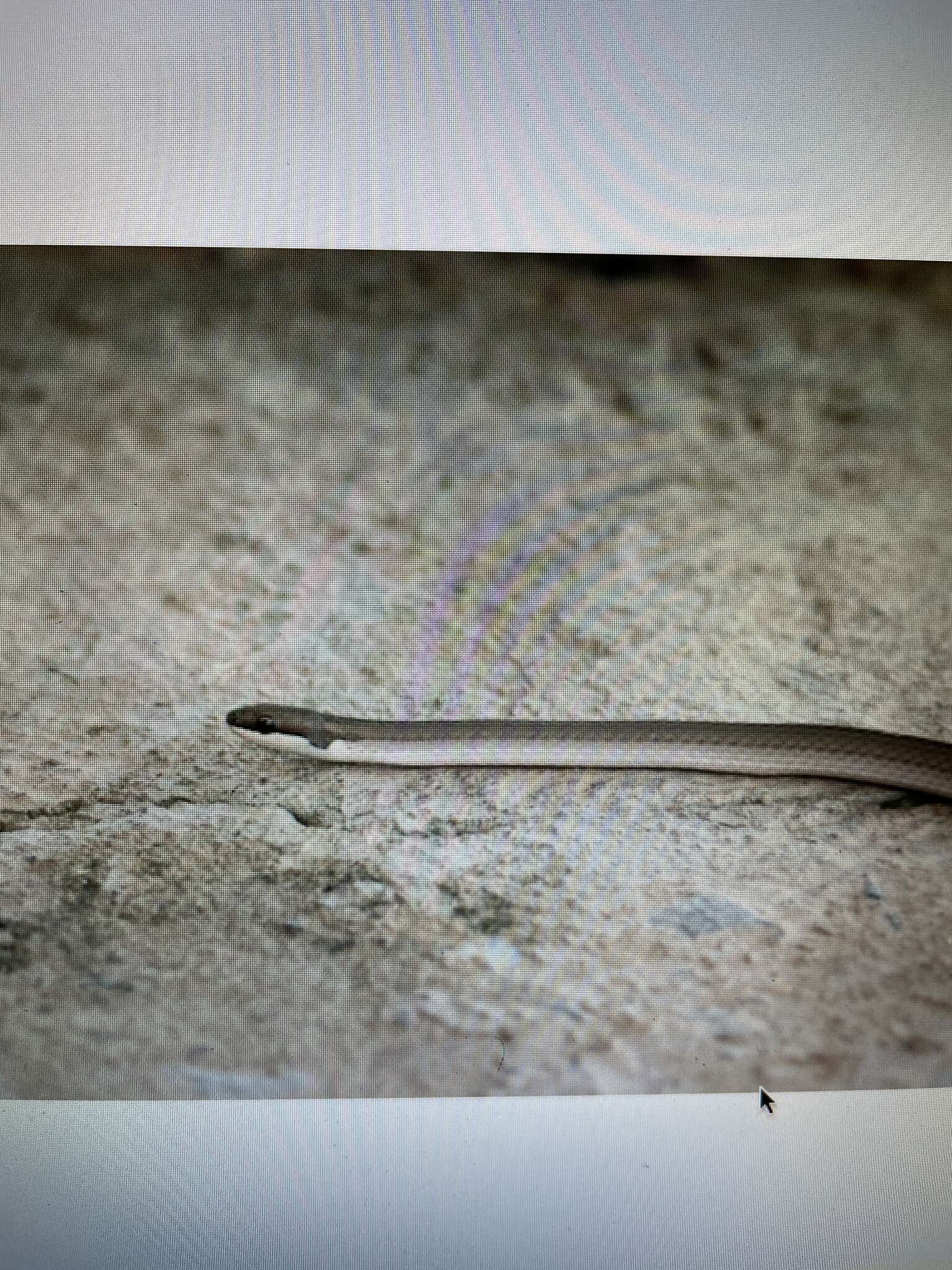 Image of Spirit Diminutive Snake