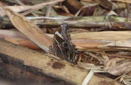 Image of Bamboo Tree Brown
