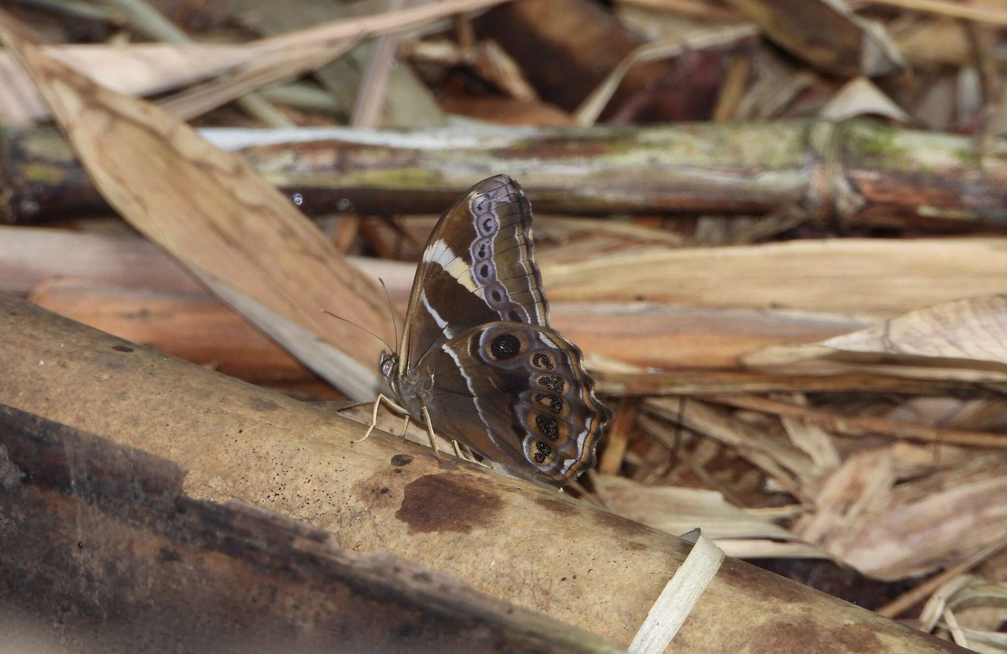 Image of Bamboo Tree Brown