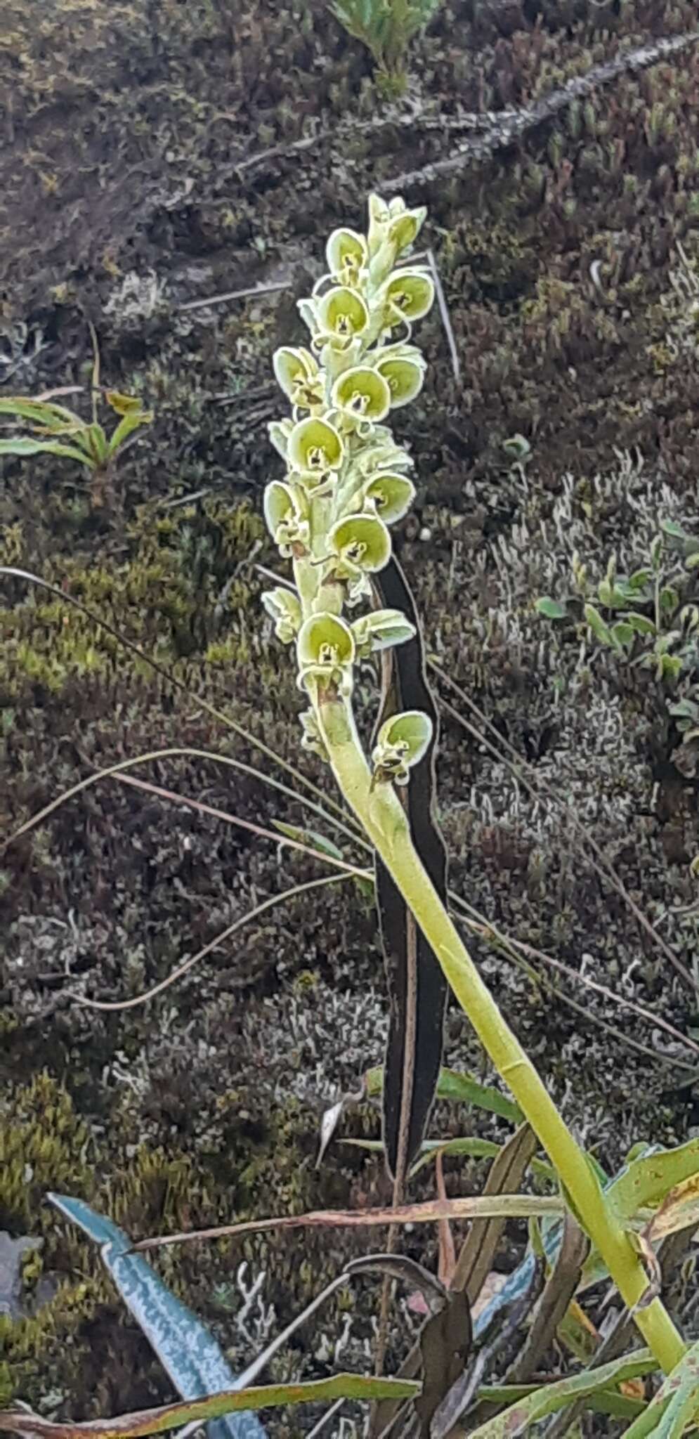 Image of Altensteinia virescens Lindl.