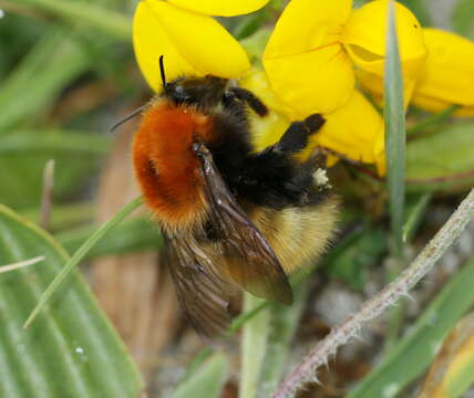 Image of Bombus muscorum (Linnaeus 1758)