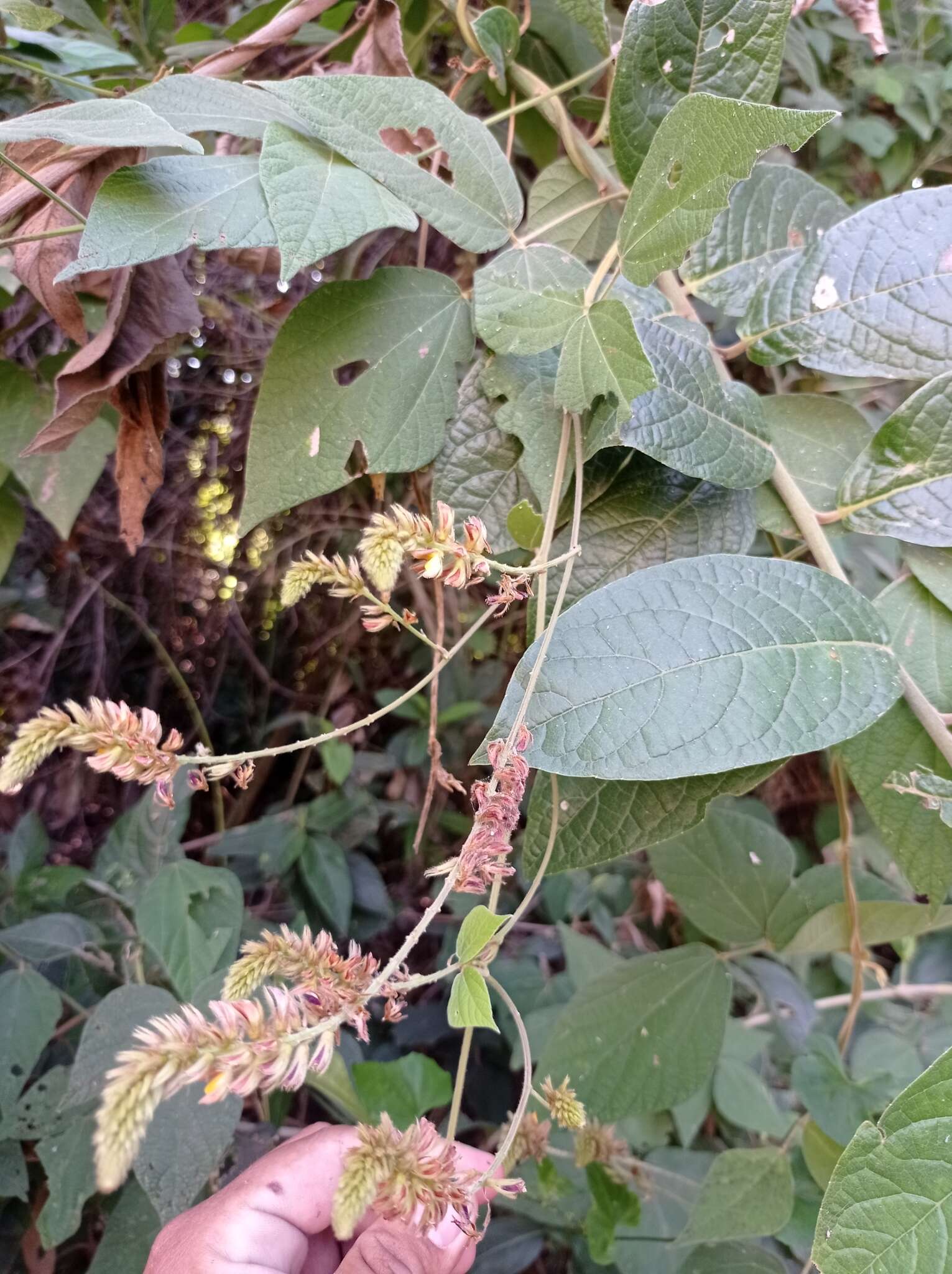 Image of Rhynchosia longeracemosa M. Martens & Galeotti