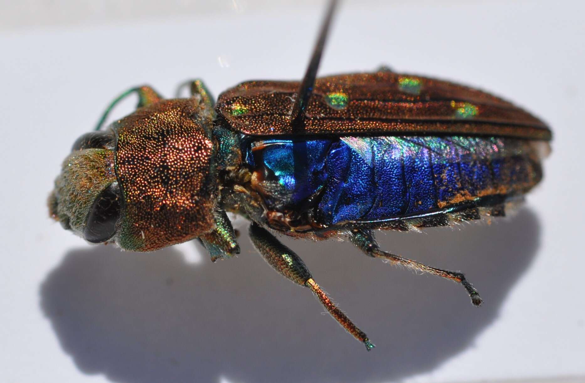 Image of Jewel beetle