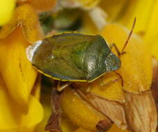 Image of Piezodorus lituratus (Fabricius 1794)