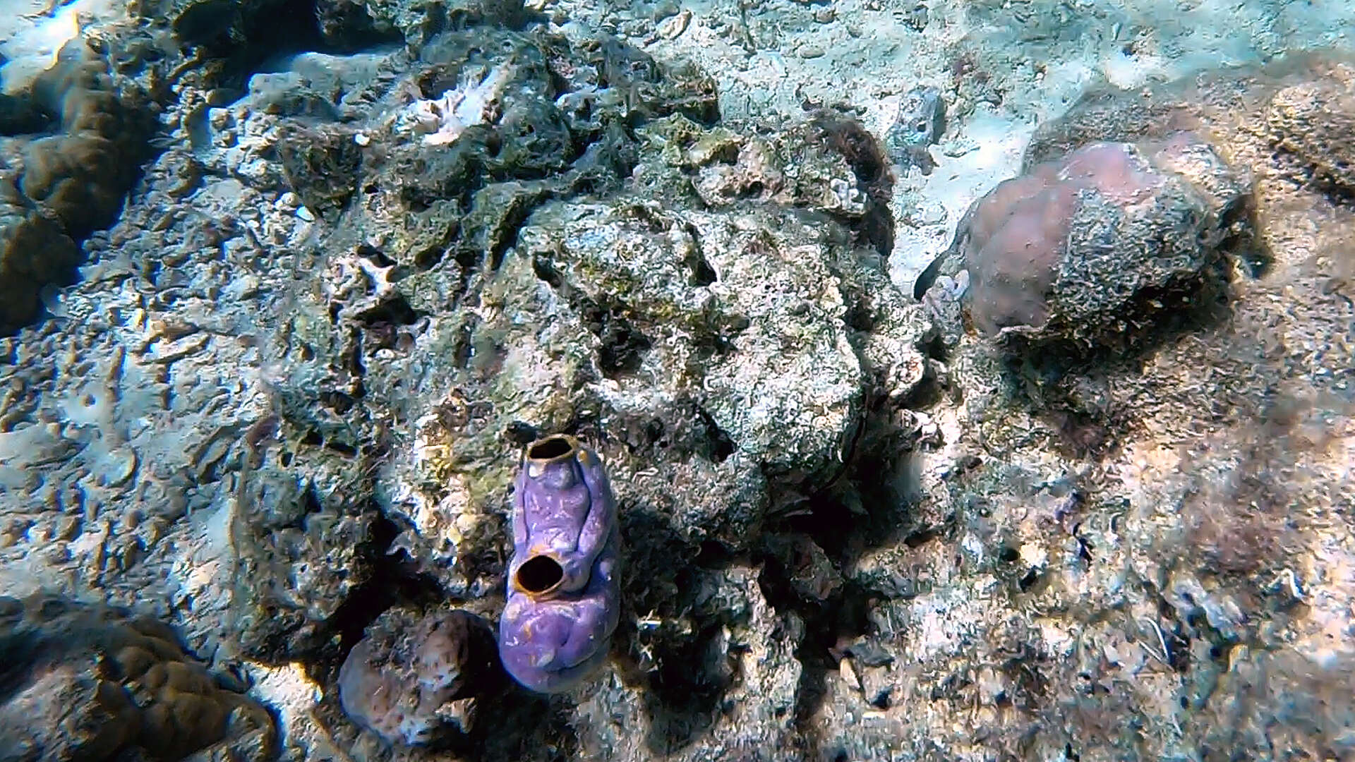 Image of Ox heart ascidian