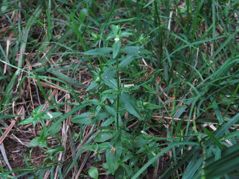 Image of clammy hedgehyssop