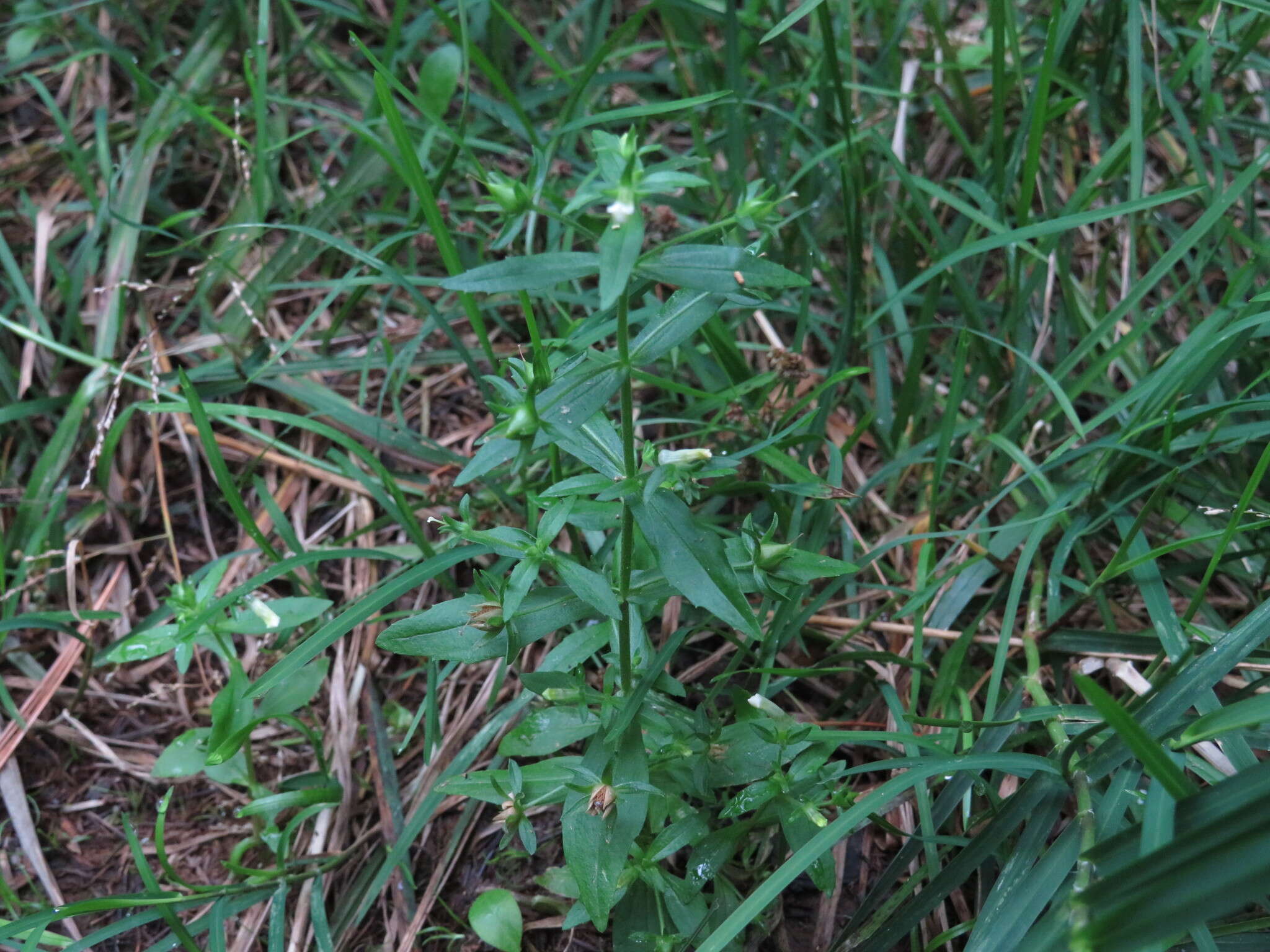 Plancia ëd Gratiola neglecta Torr.