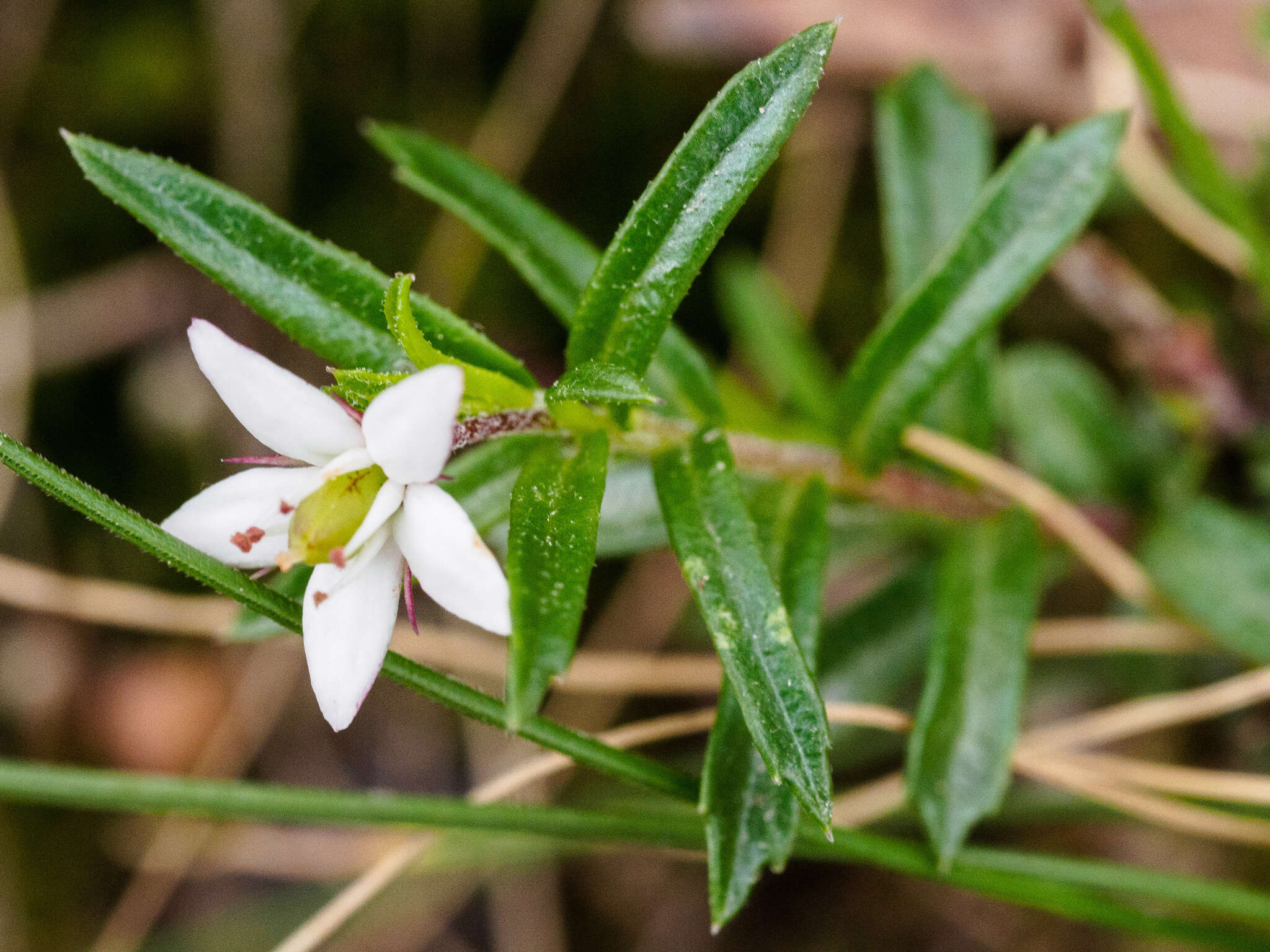 Image of Rhytidosporum