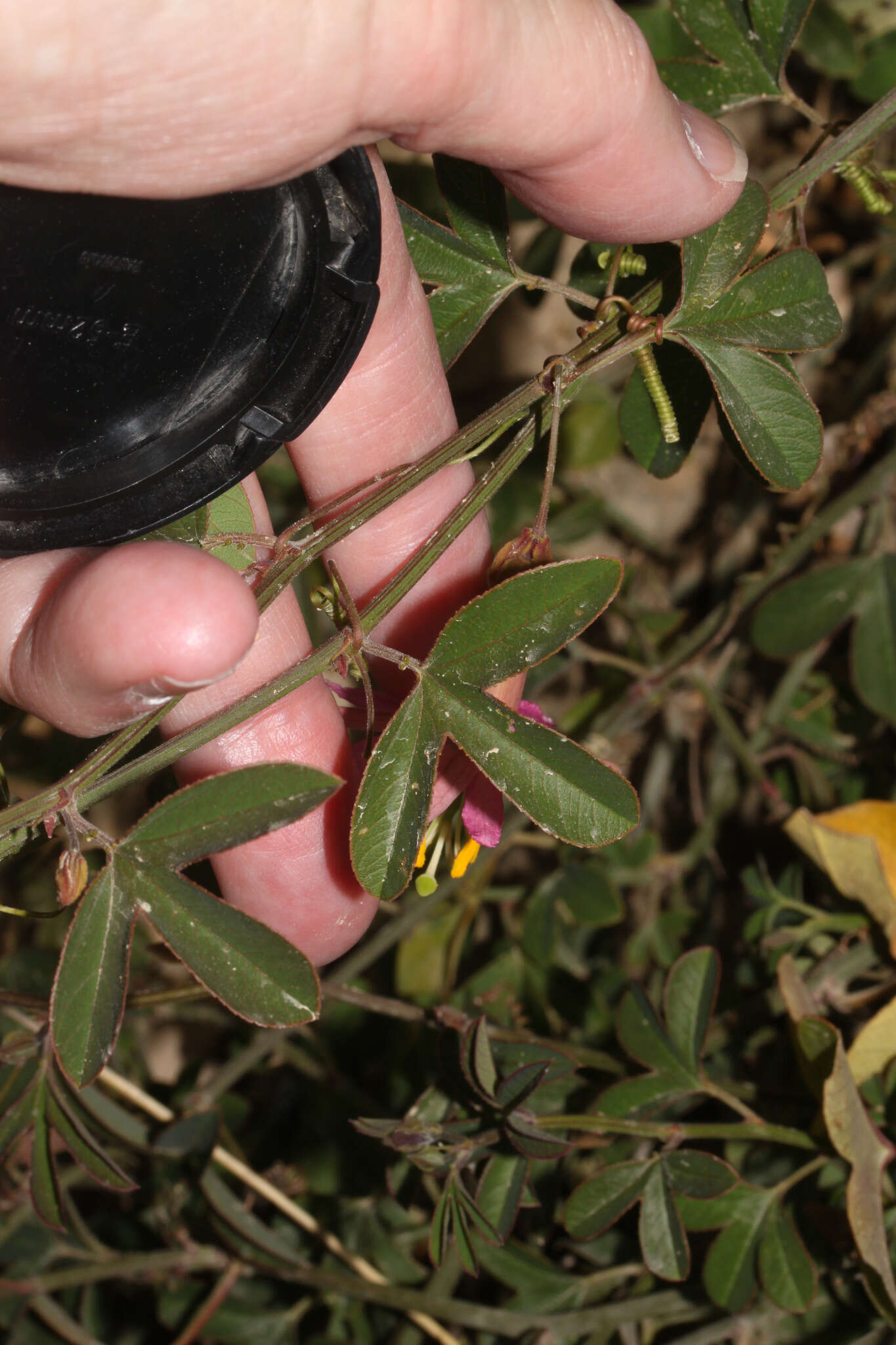 Plancia ëd Passiflora gracilens (A. Gray) Harms