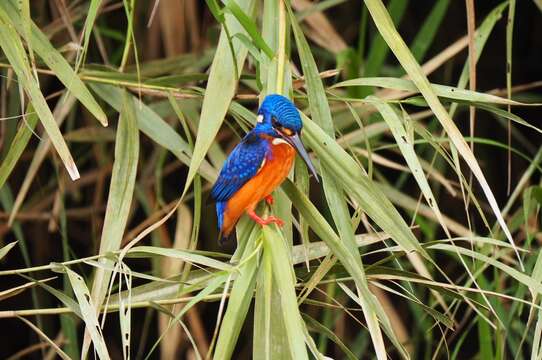 Alcedo meninting Horsfield 1821 resmi