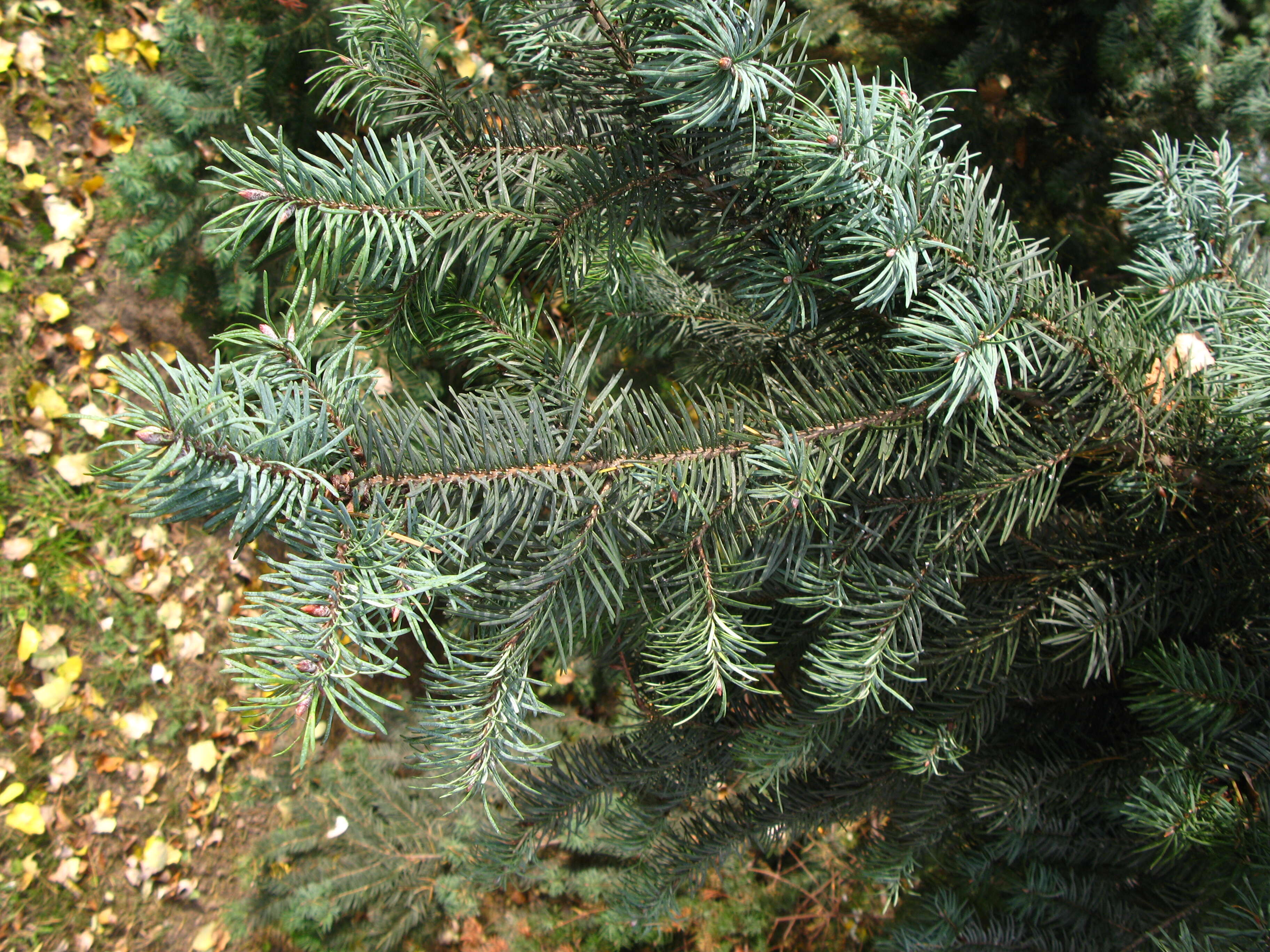 Image of Douglas Fir