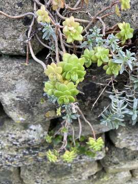 Image of Sedum kimnachii V. V. Byalt