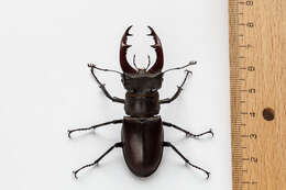 Image of Stag beetle