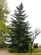 Image of Douglas Fir