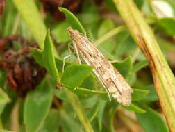 Image of celery stalkworm