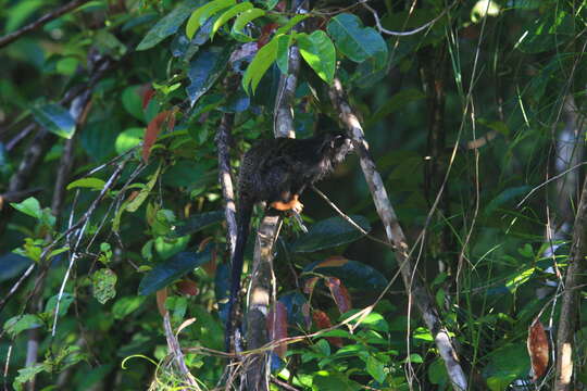 Image of Golden-handed Tamarin