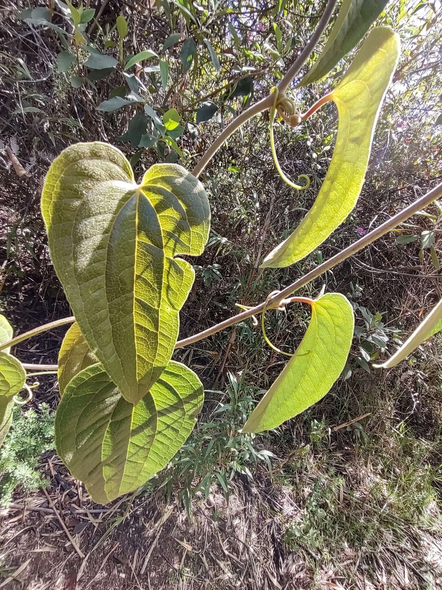 Smilax tomentosa Kunth resmi