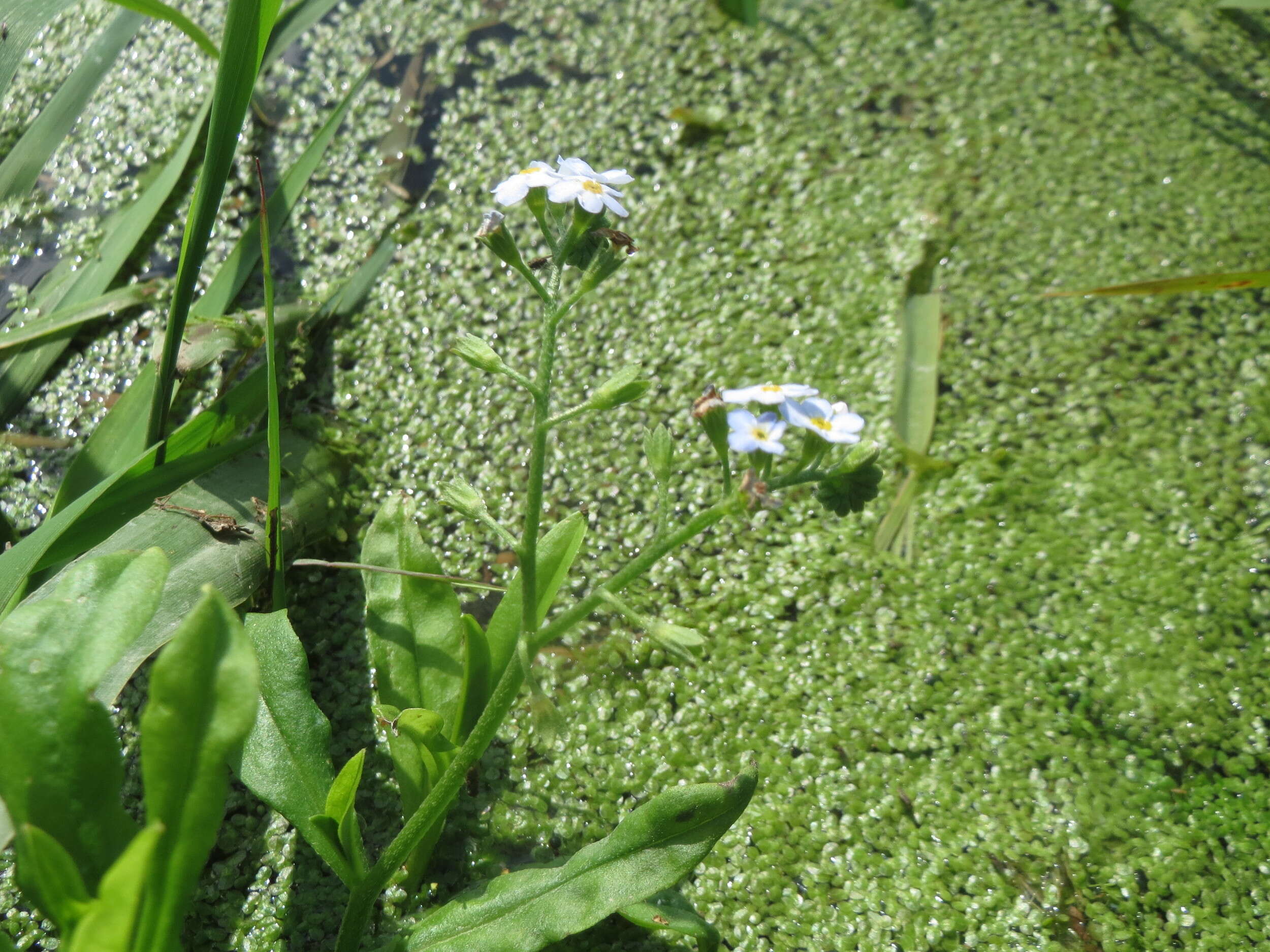 Image of true forget-me-not