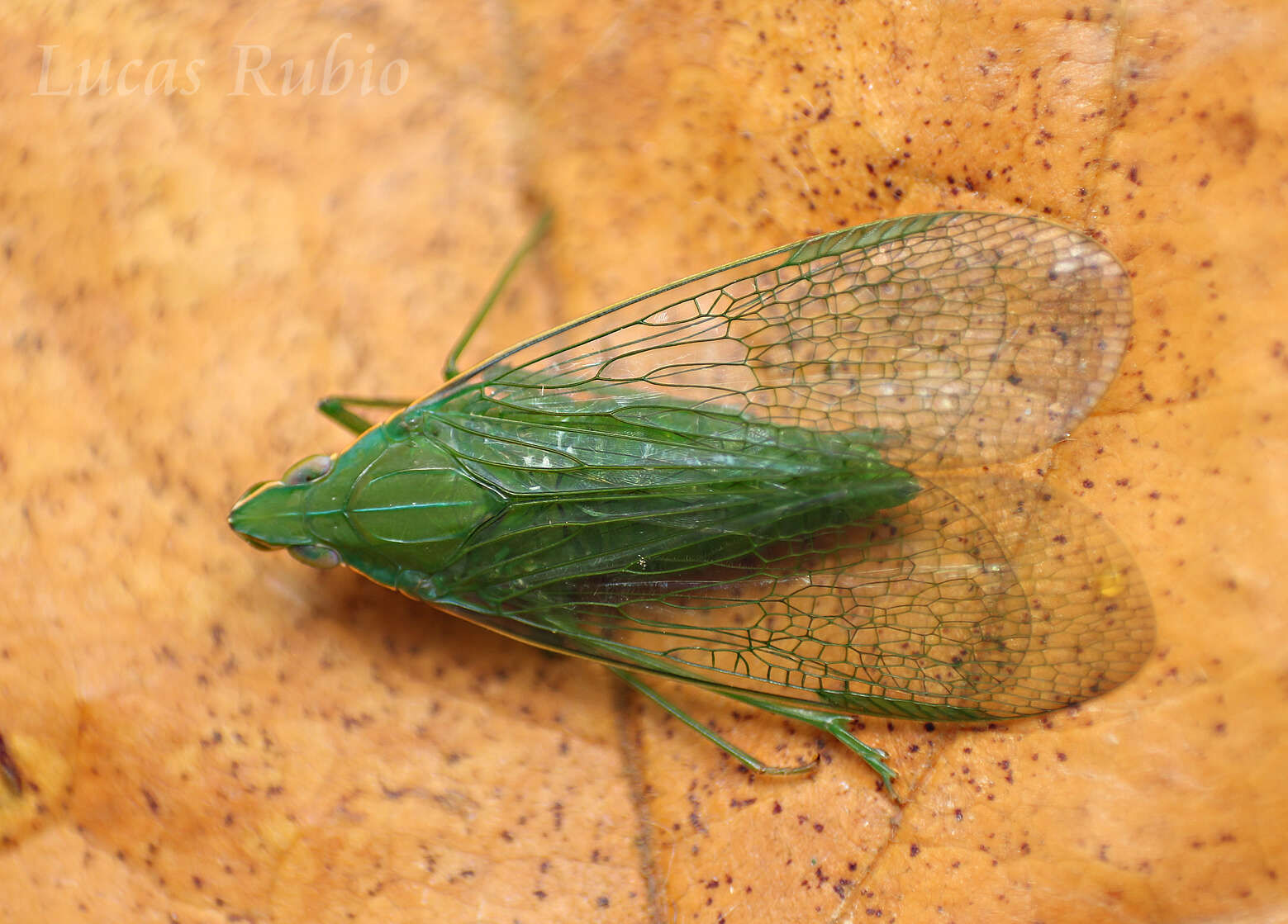 Слика од Pteroplegma jacobania Jacobi 1904