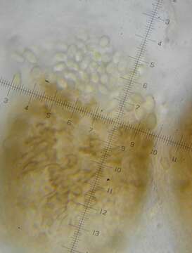 Imagem de Thelebolus caninus (Sacc.) Jeng & J. C. Krug 1978