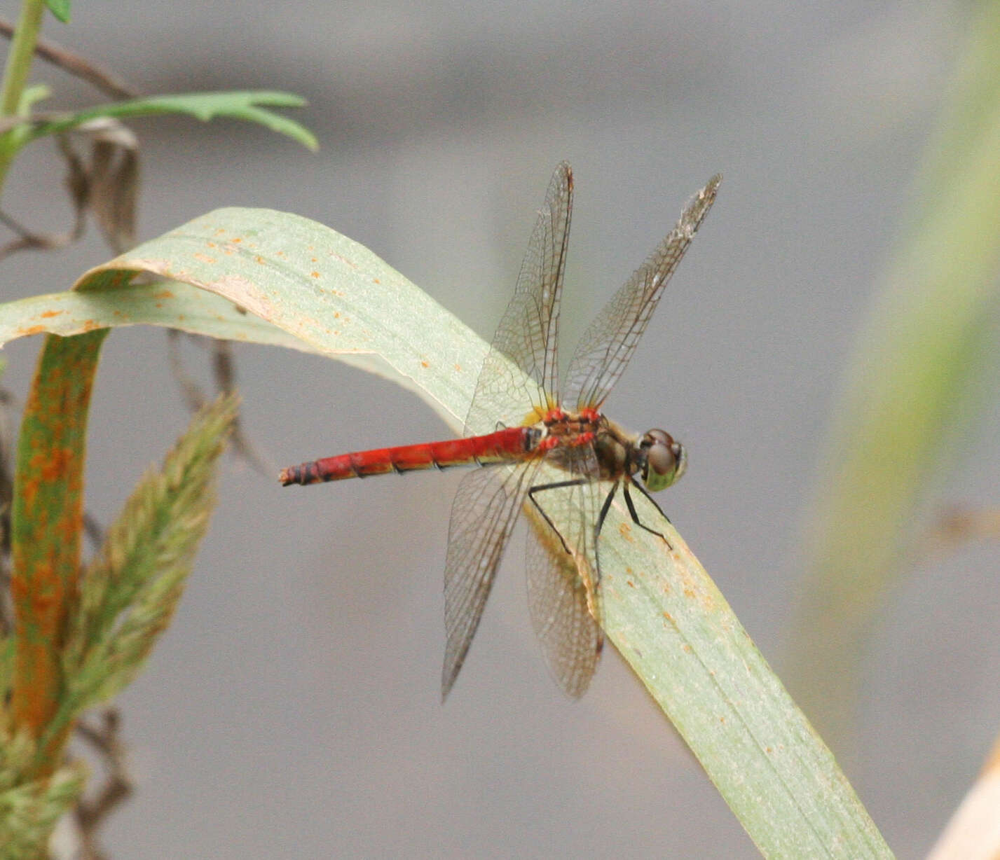 Sympetrum cordulegaster (Selys 1883) resmi