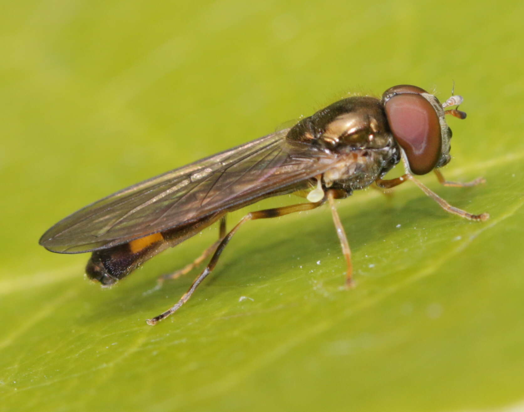 Image of Melanostoma scalare (Fabricius 1794)