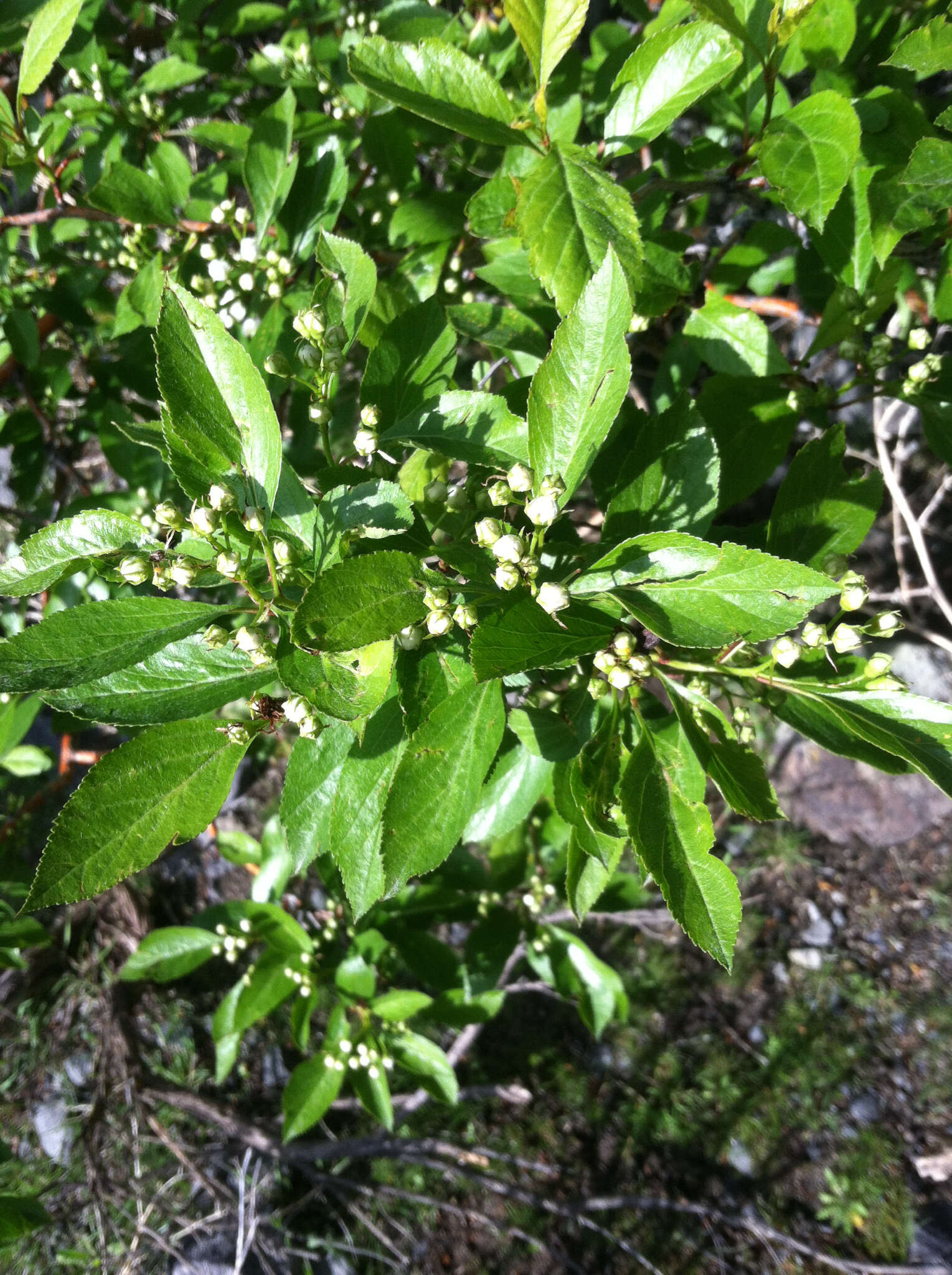 Image of black hawthorn