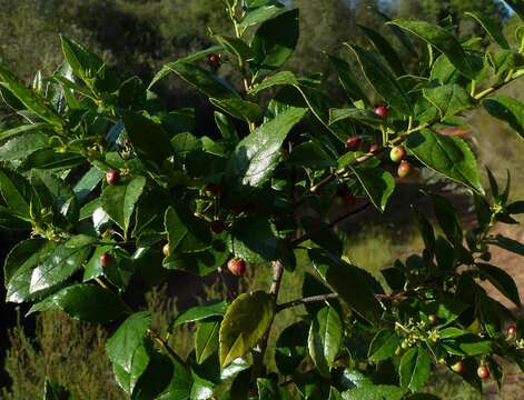 Image of schefflera