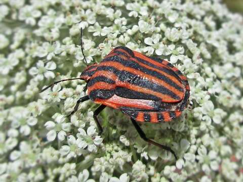 Image of <i>Graphosoma italicum</i>