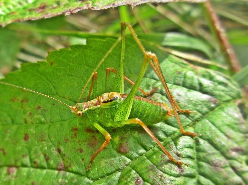 Image of speckled bush-cricket