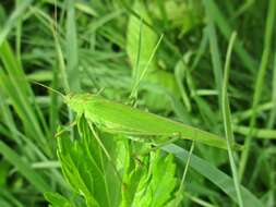 Image of sickle-bearing bush-cricket