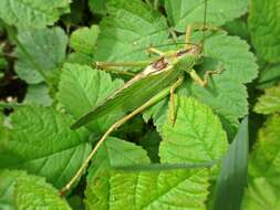 Image de grande sauterelle verte