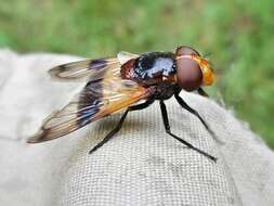 Image of gread pied hoverfly