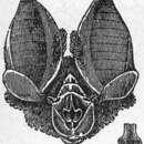 Image of Mitred Horseshoe Bat