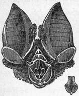 Image of Mitred Horseshoe Bat
