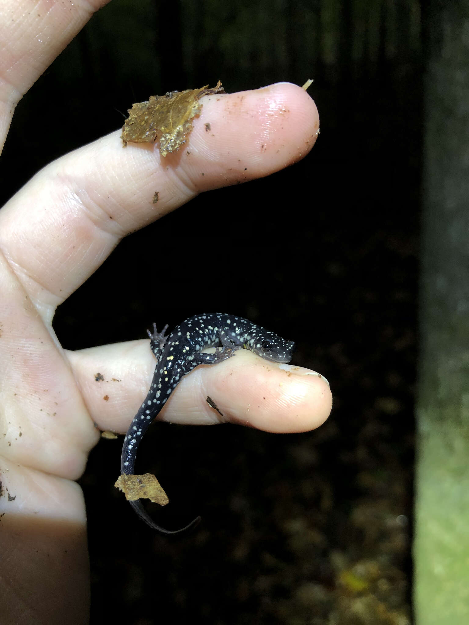 Image of Cumberland Plateau Salamander